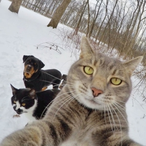 funny-animal-selfies-68-587e26ed2ad50605